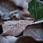 "The Leaf" - Blatt im Winter