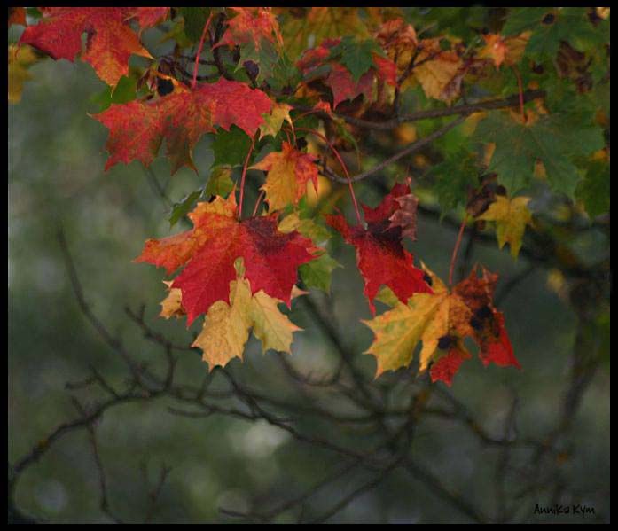 The leaf falling of! The biting wind blow i am cold