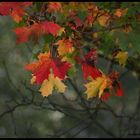 The leaf falling of! The biting wind blow i am cold