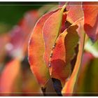 The leaf in Red