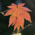 the leaf of Acer triflorum