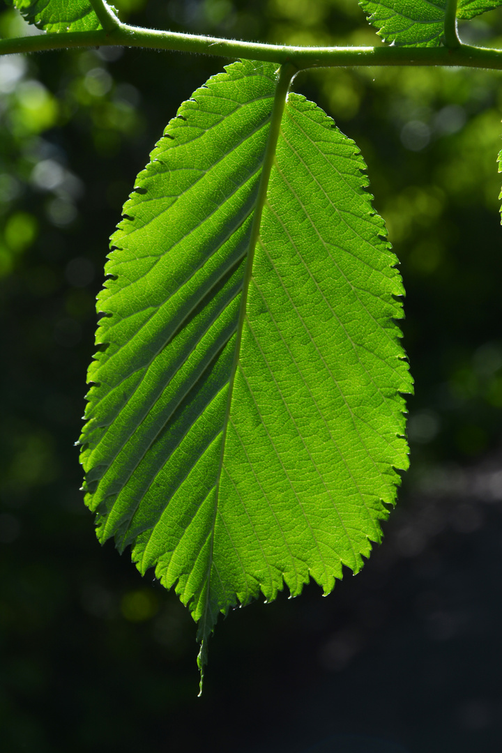 The leaf of alder