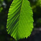 The leaf of alder