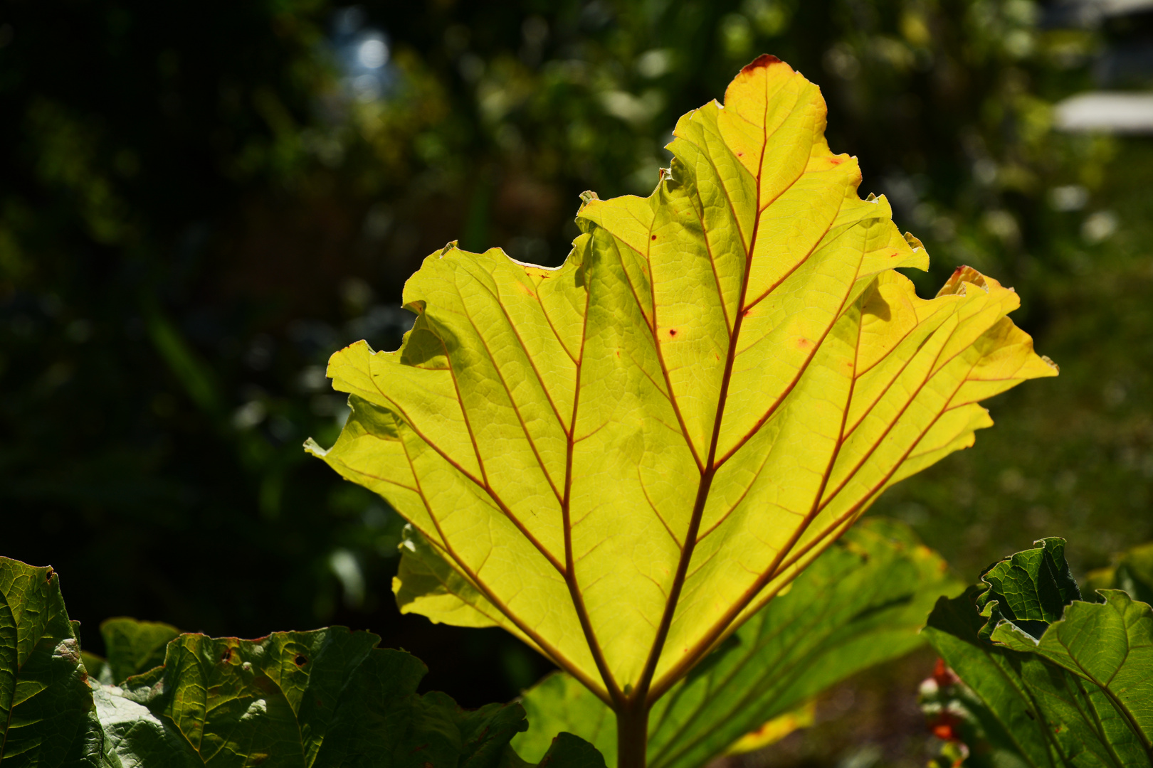 The leaf of rhubarb against the sunlight