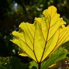 The leaf of rhubarb against the sunlight