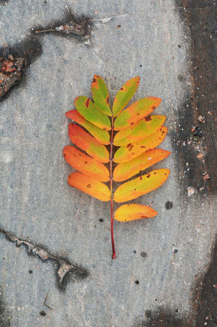 The leaf of rowan on the stone