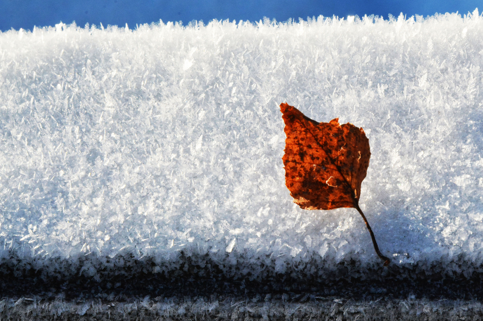 The leaf on hart crust of snow