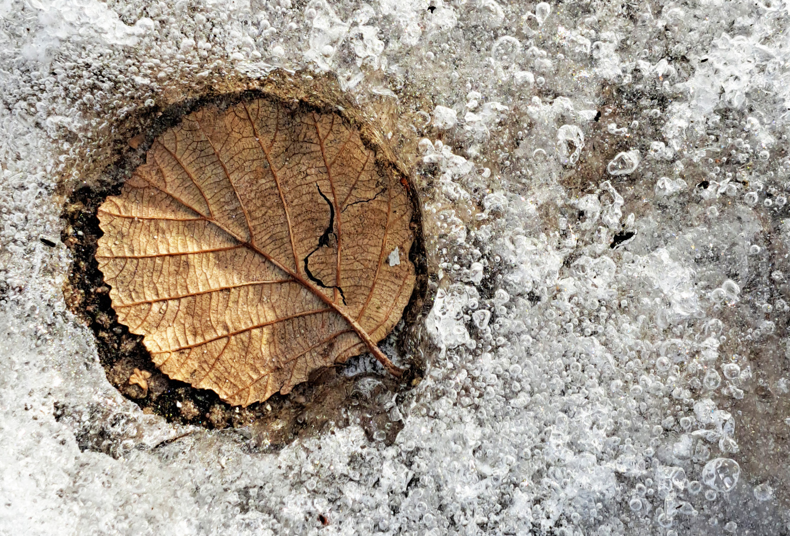 The leaf on ice
