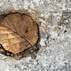 The leaf on ice