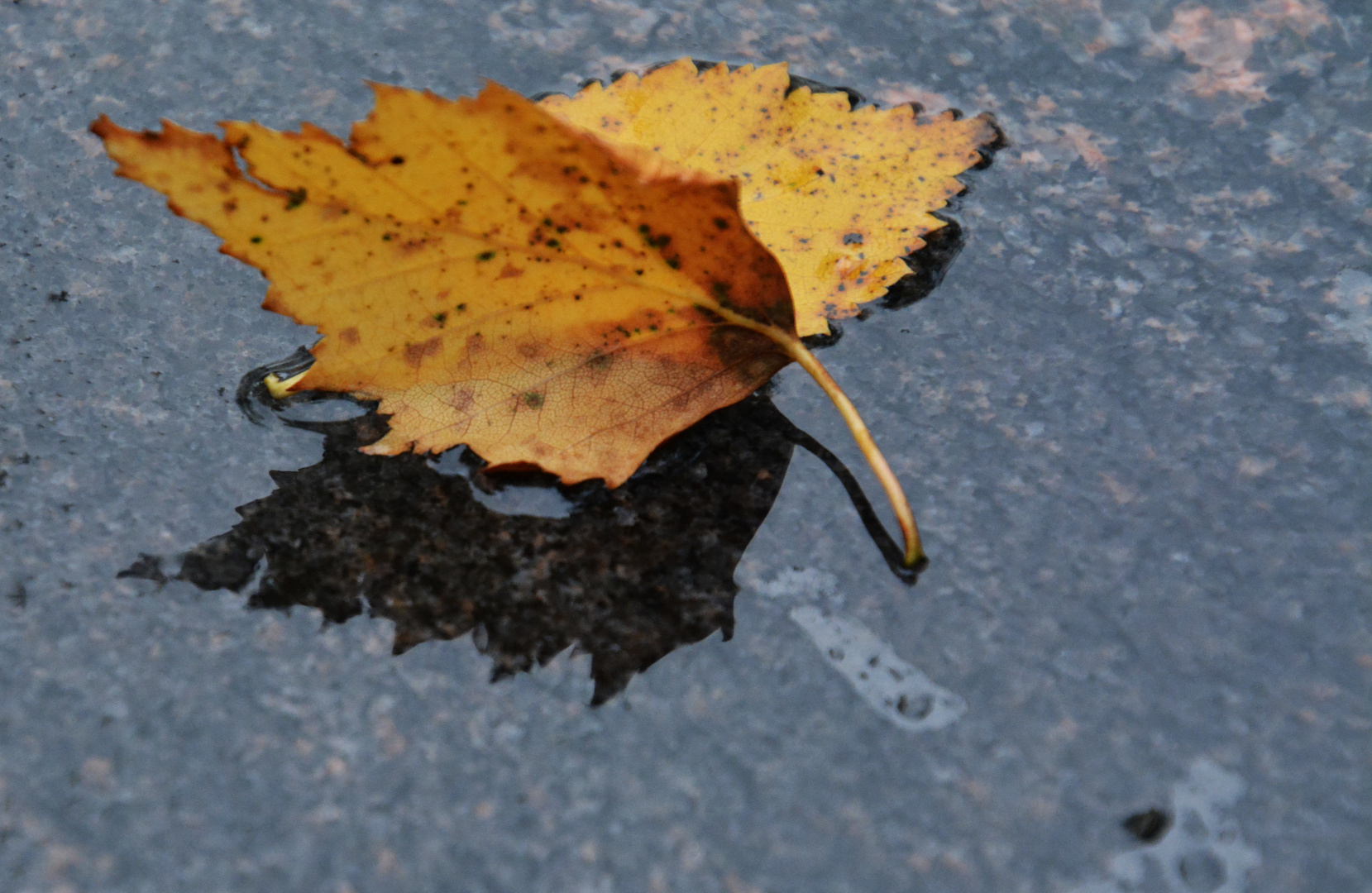 The leaf on table