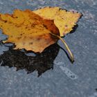 The leaf on table