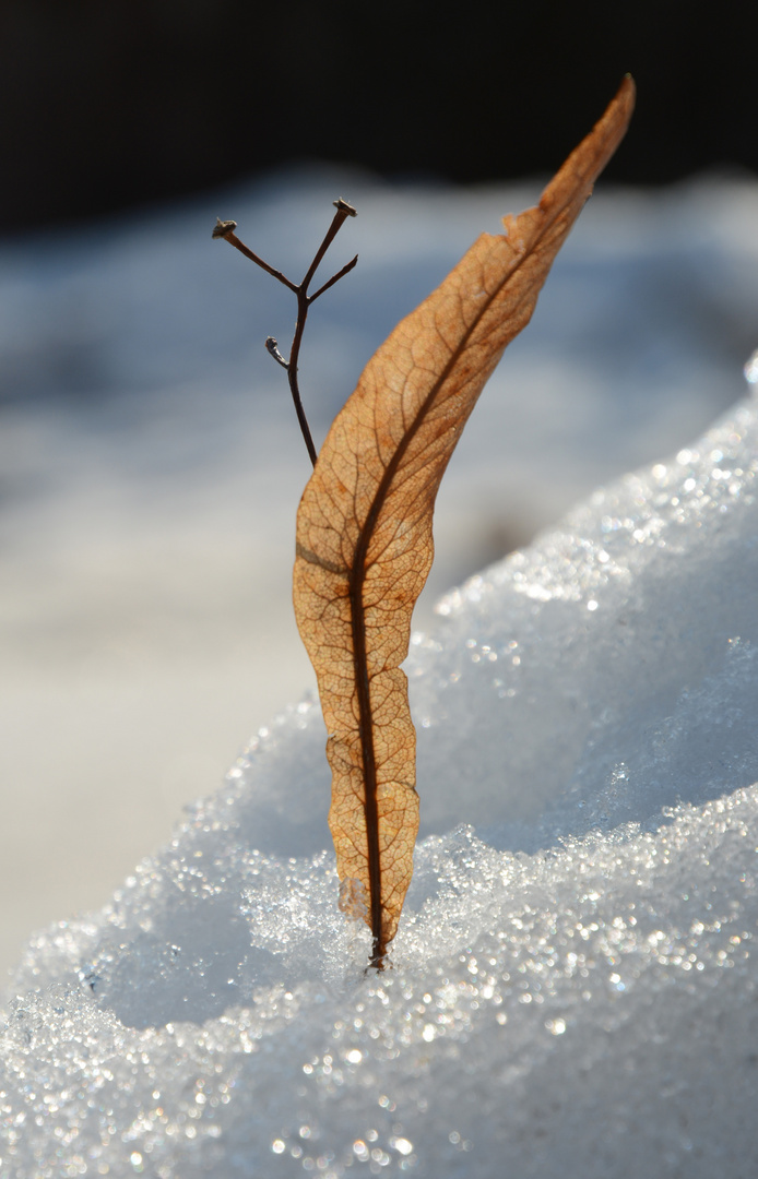 The leaf on the hard crust of snow