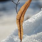 The leaf on the hard crust of snow