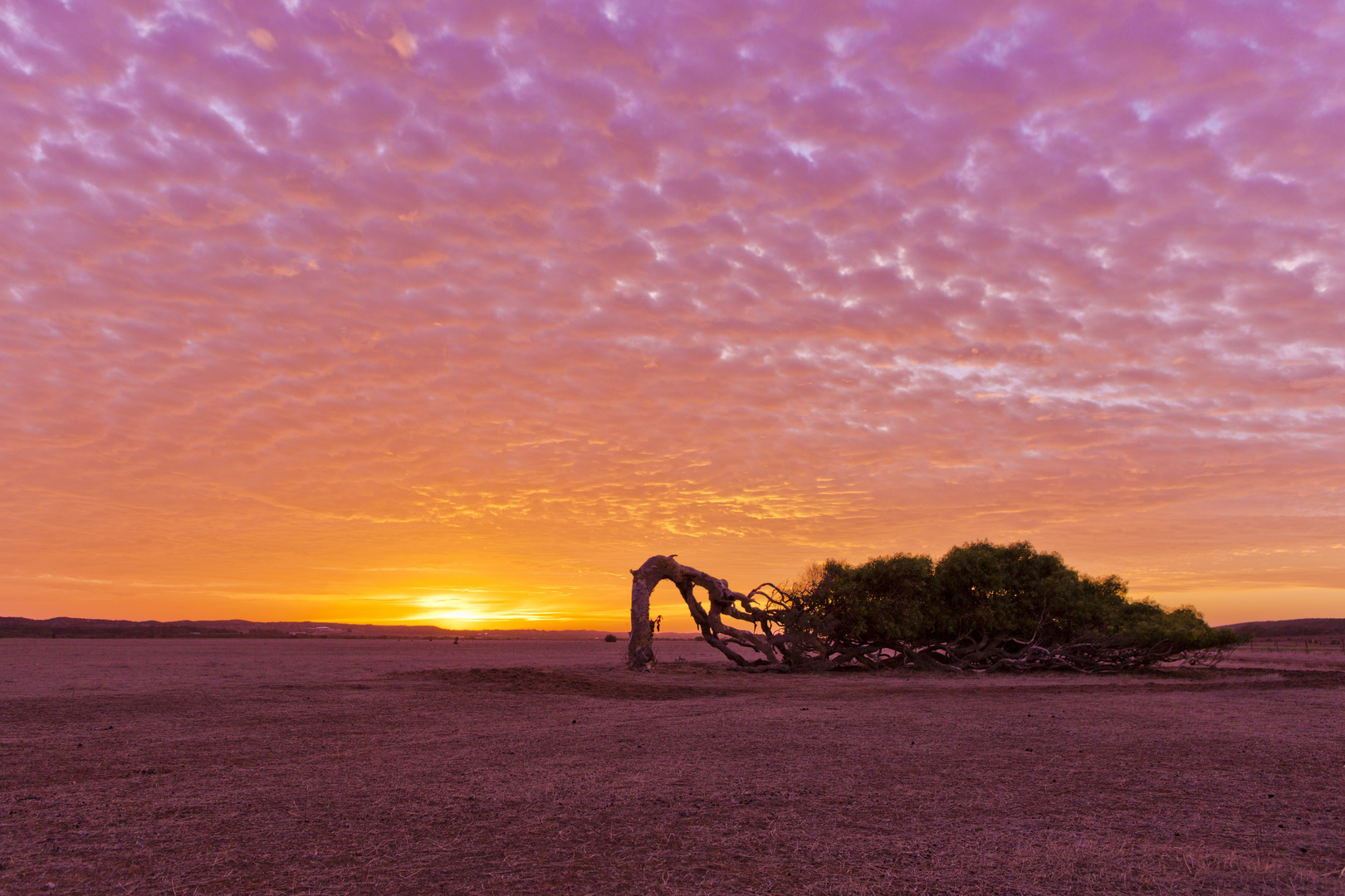 The leaning tree