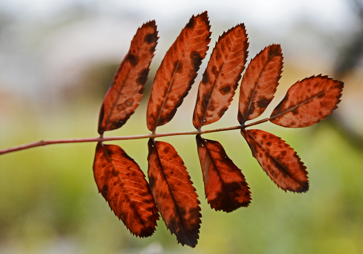 The leave of rowan at autumn