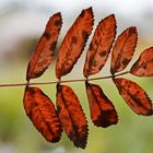 The leave of rowan at autumn