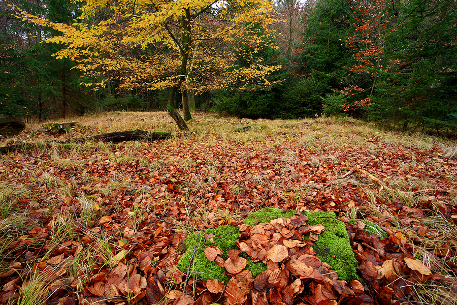 The leaves are falling down