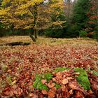 The leaves are falling down