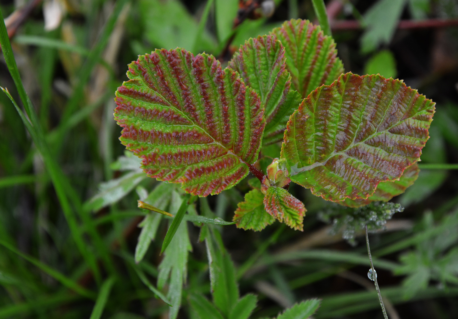  The leaves of alder