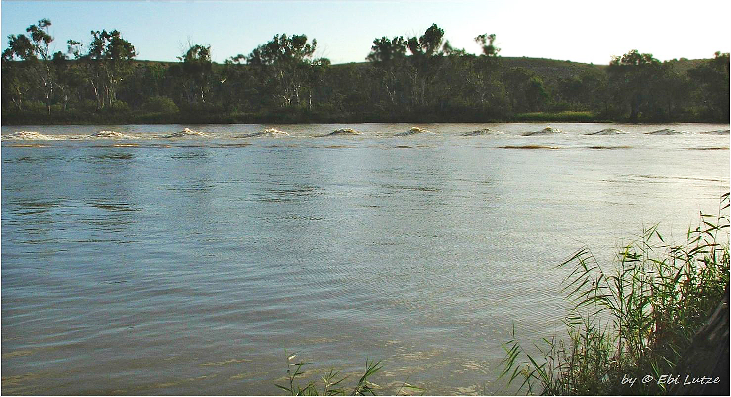 * The legend of the Murray Cod * 