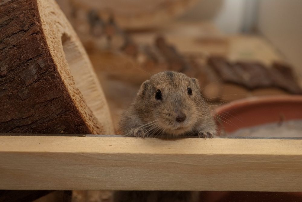 the lemming is watching you