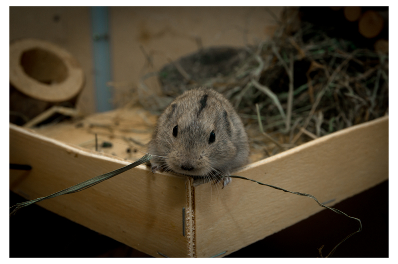 The Lemming is watching you again