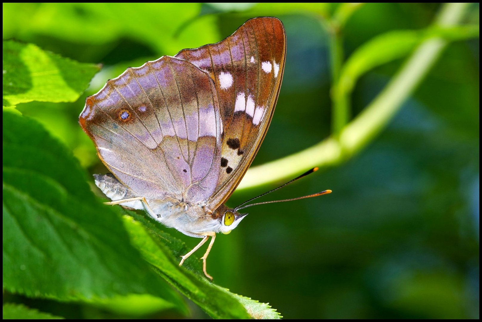 Lesser Purple Emperor Butterfly