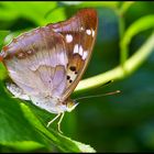 The Lesser Purple Emperor (Apatura ilia)