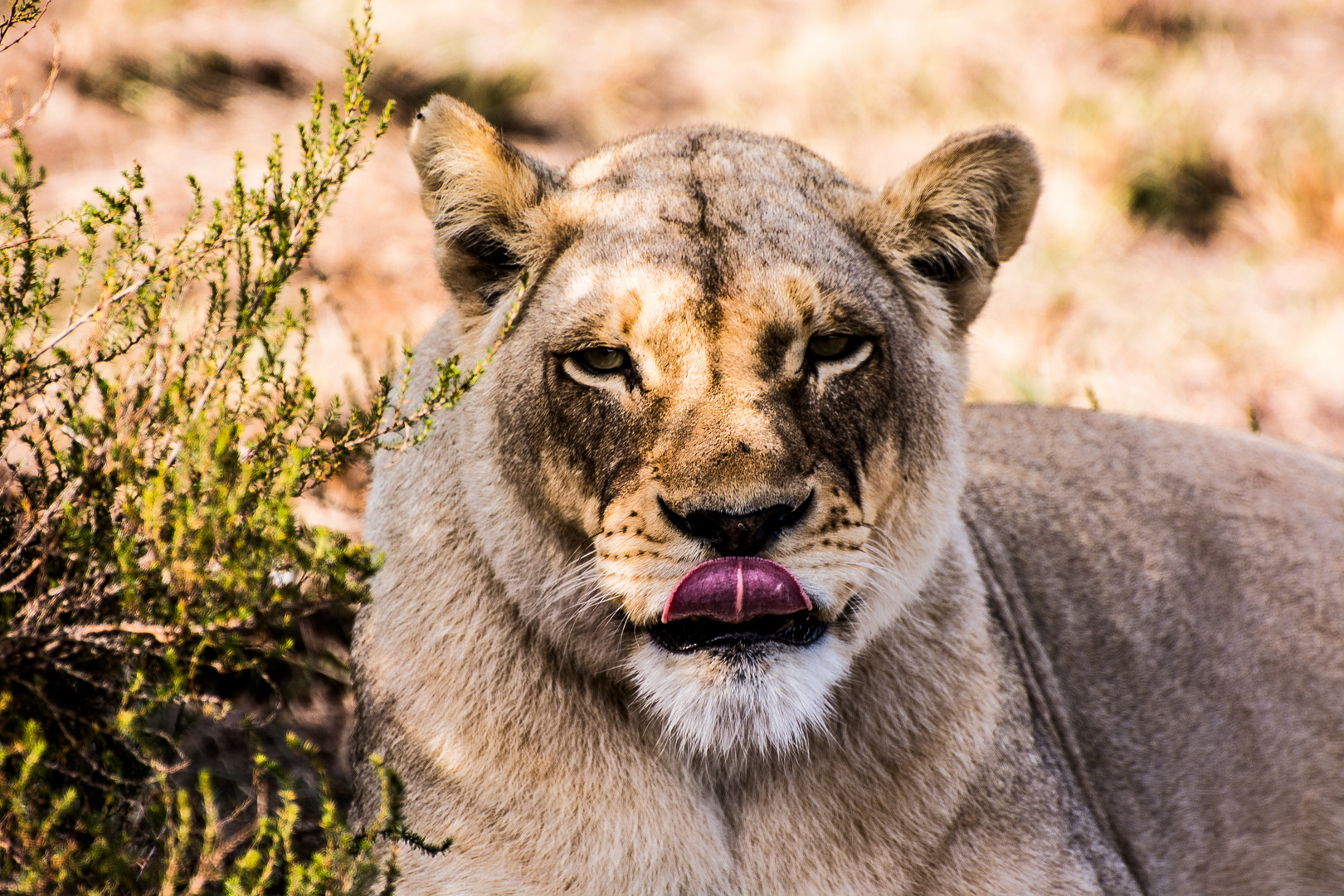 THE LICKING LION