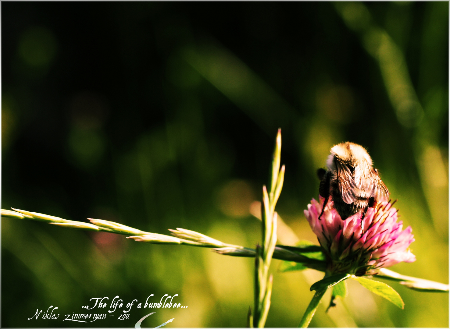 ...the life of a bumblebee...