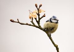 the life of the blue titmouse