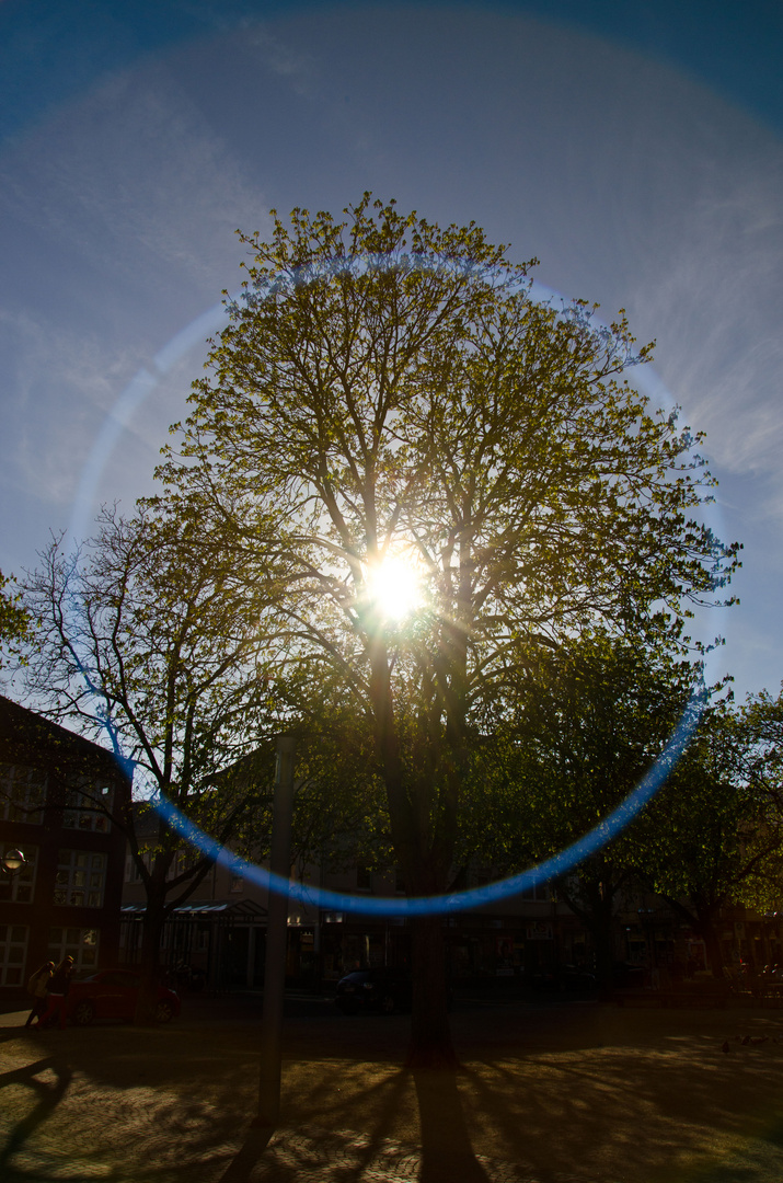 The Light and the Tree