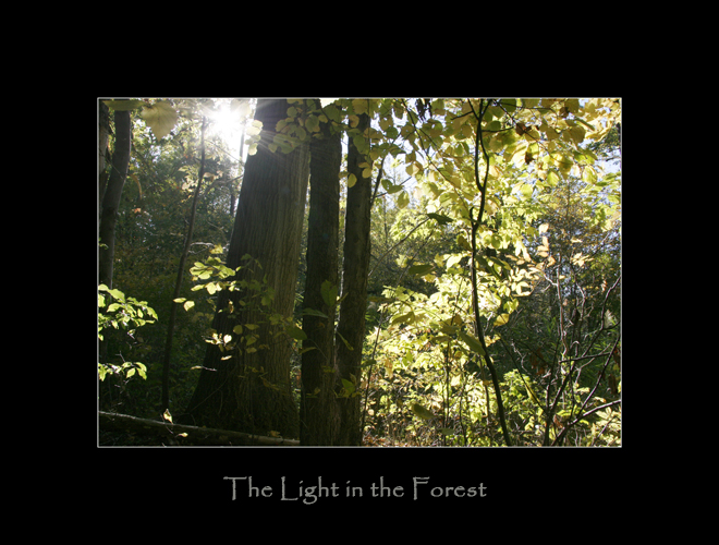 The Light in the Forest