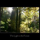 The Light in the Forest