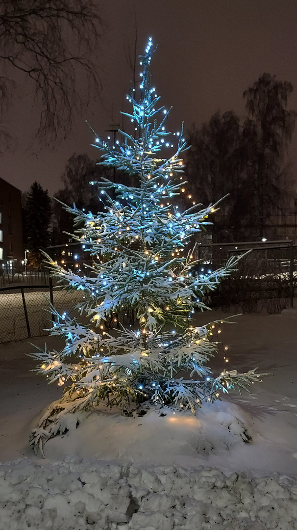 The lighted Christmas tree