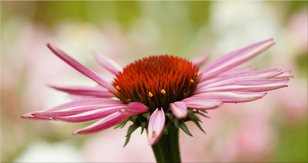 the lightness of summer....