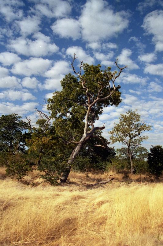 the lightning tree