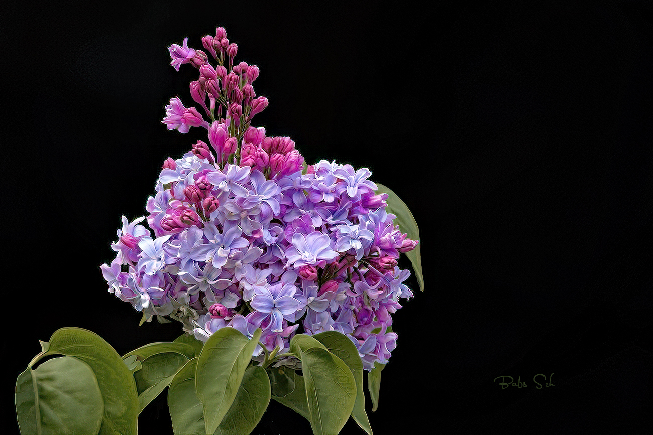 The lilac blooms...