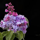 The lilac blooms...