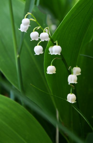The lily of the walley
