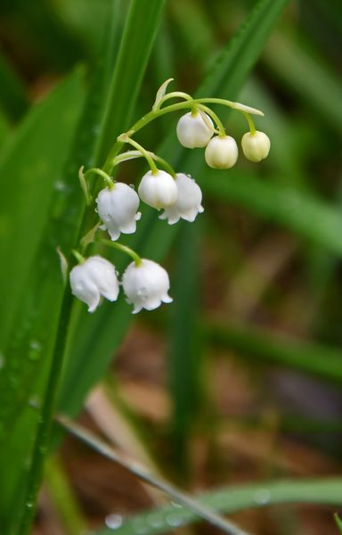 The lily of the walley