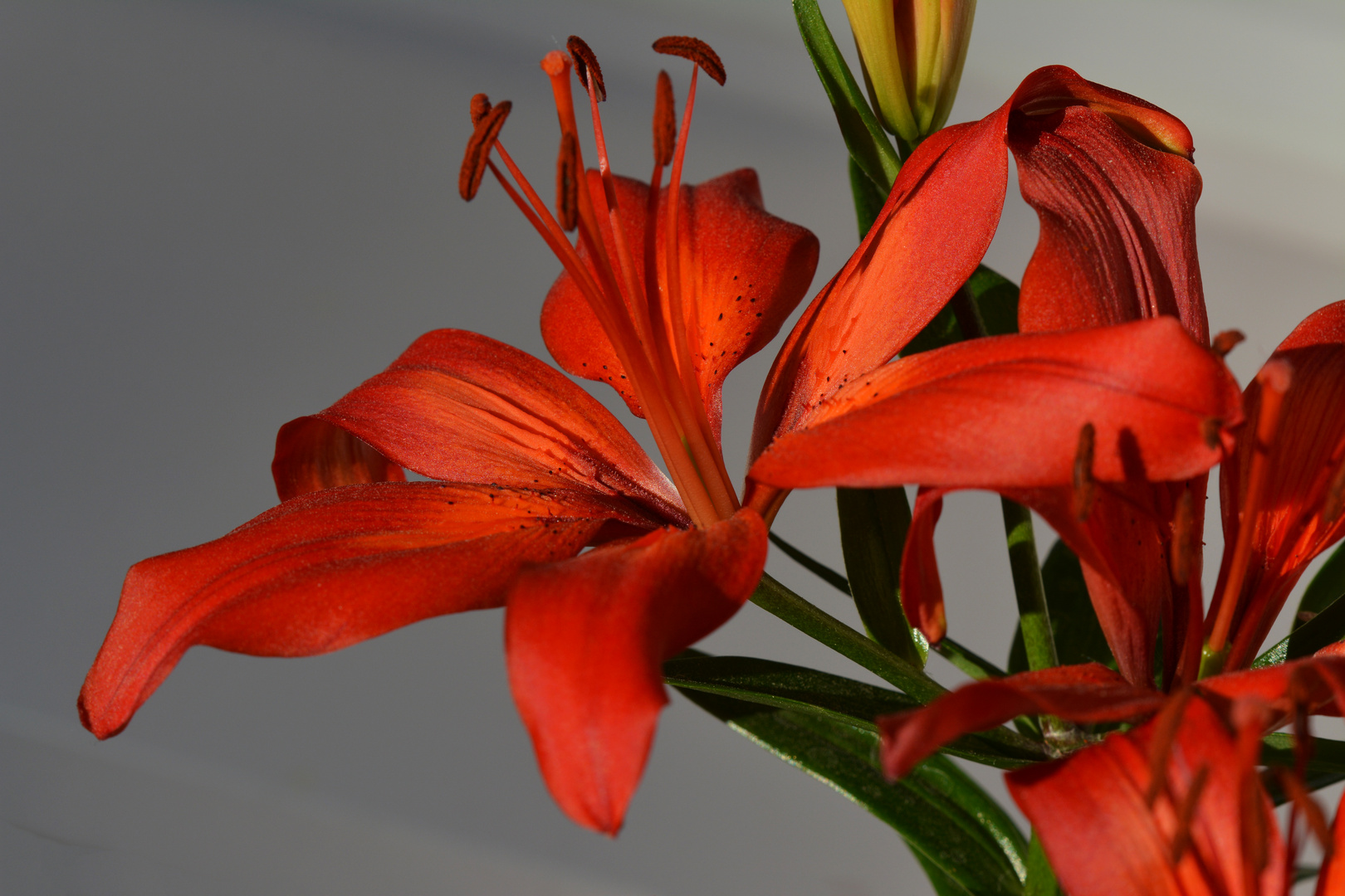 The lily on our balcony