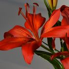 The lily on our balcony