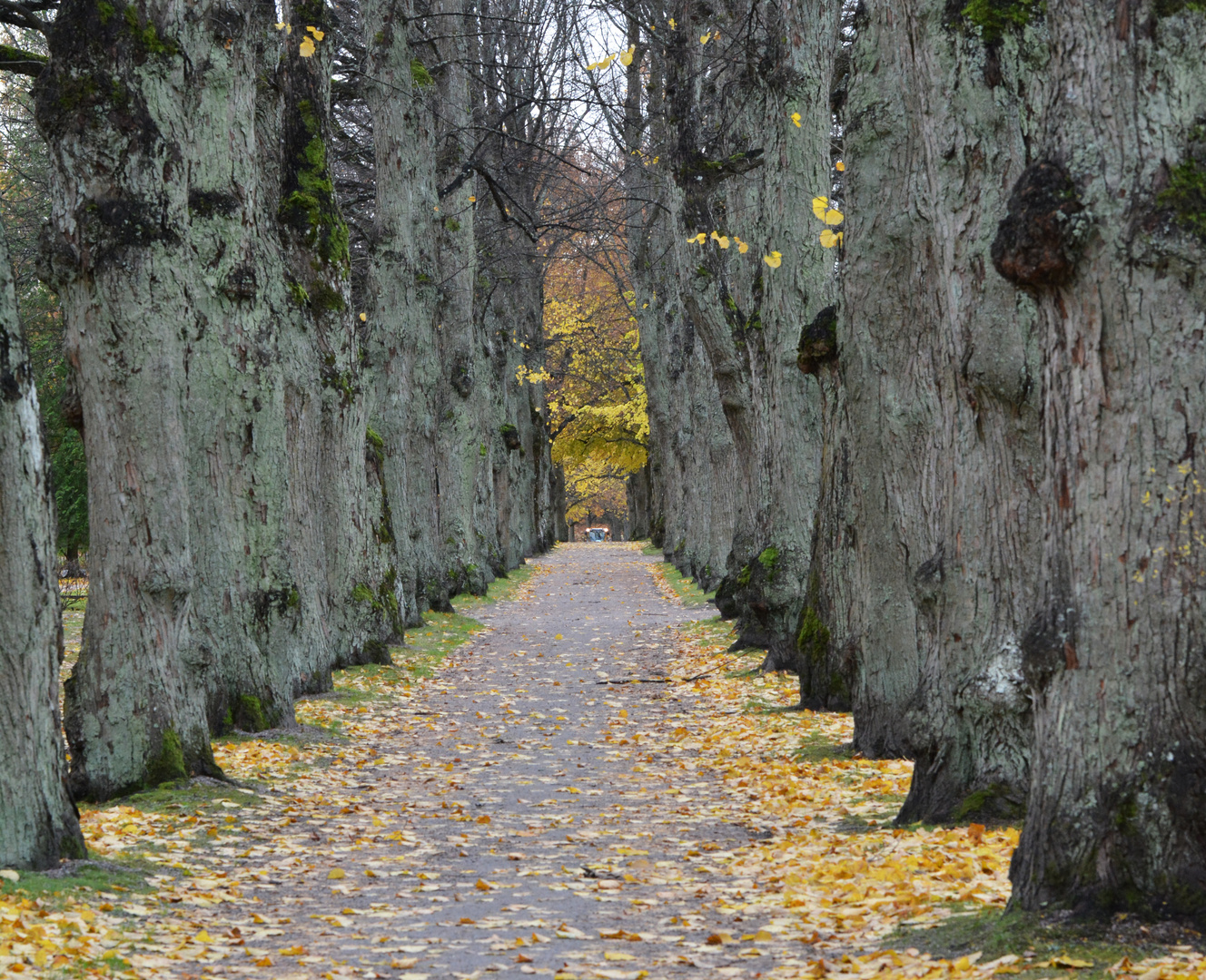 The linden alley at the autumn