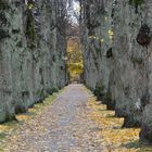 The linden alley at the autumn