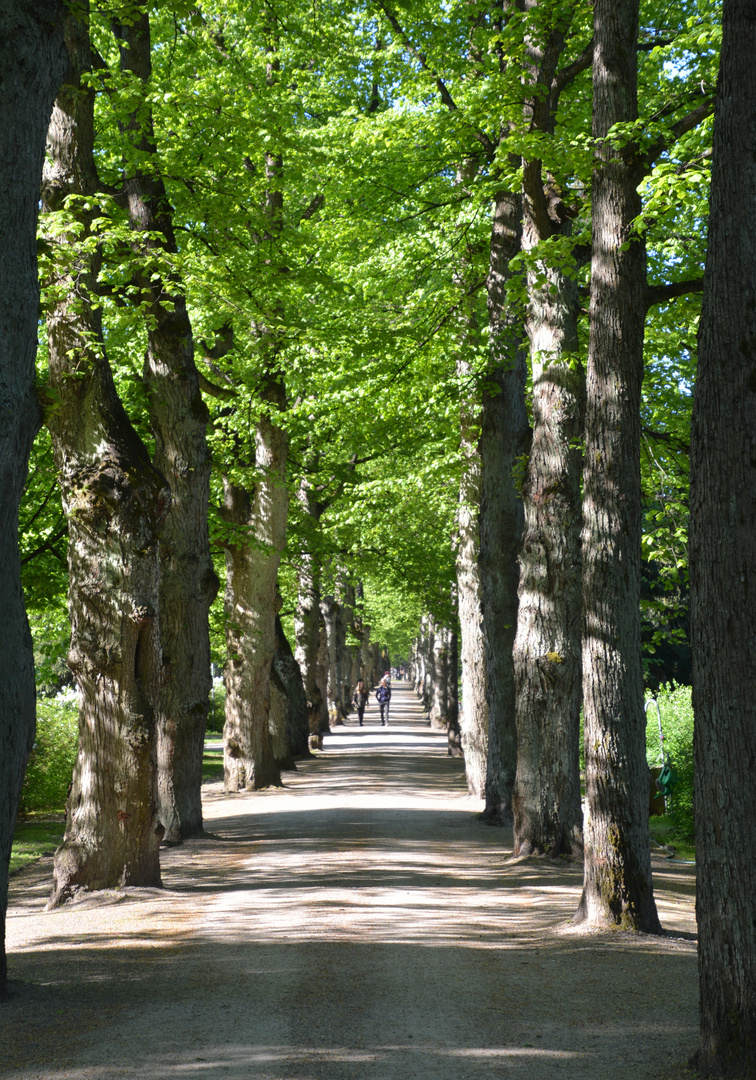 The linden alleys