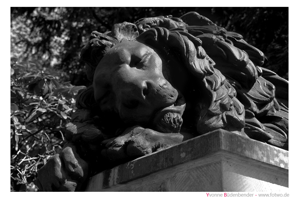 the lion in b/w