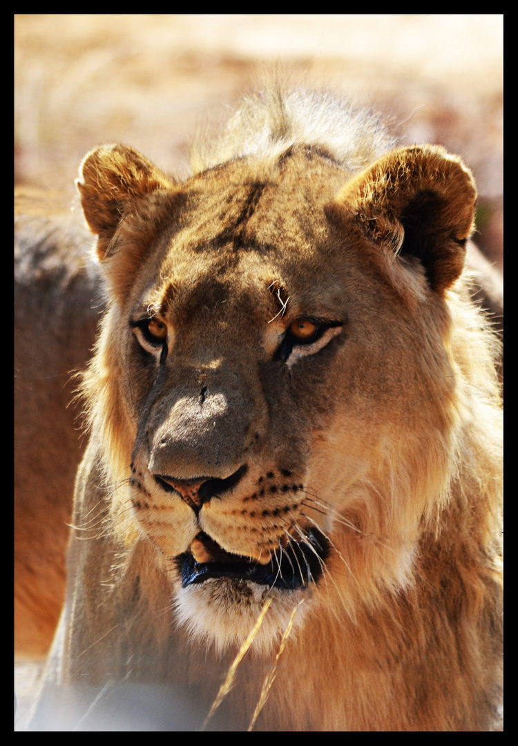 The lion king junior