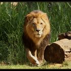 The Lion (Panthera leo)