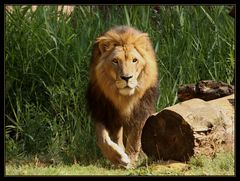 The Lion (Panthera leo)